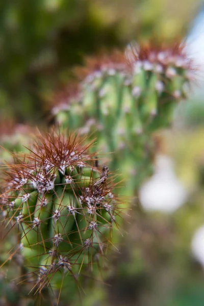 Gröna kaktus med röda Taggar. — Stockfoto