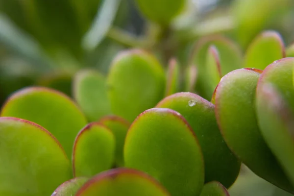 红边叶生动绿色脂肪植物. — 图库照片