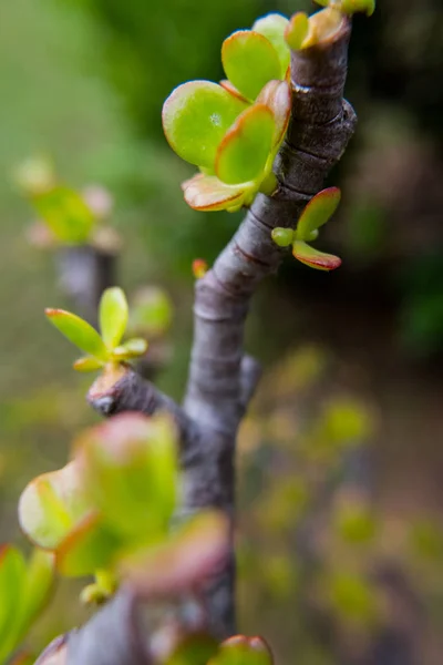 Fat plant branch with green and red flower.