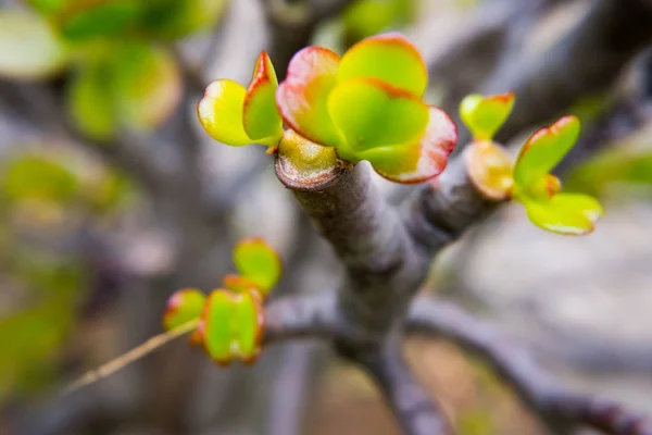 Red leafs edges fat plant branch.