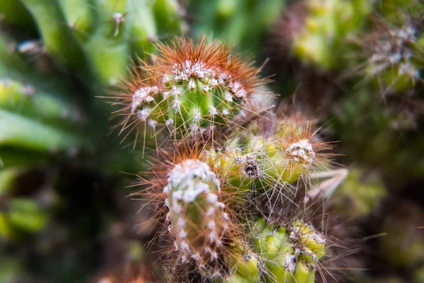 Cactus closeup macro view.