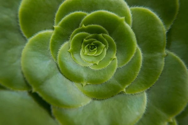 绿色脂肪植物的自然完美设计. — 图库照片