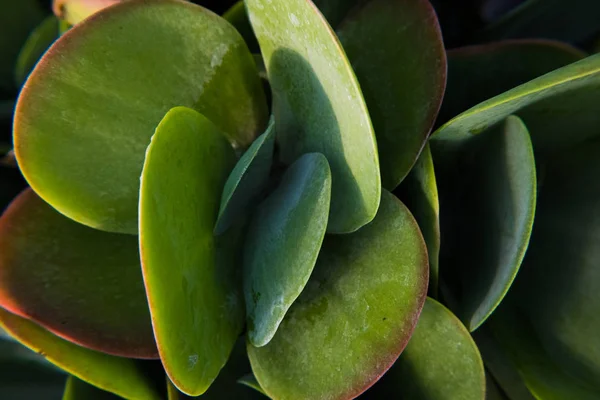 Rounded leafs of a green fat plant. — Stock Photo, Image