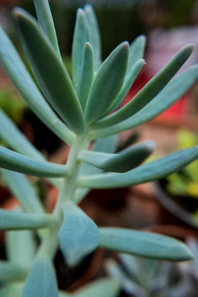 肉质脂肪植物. — 图库照片