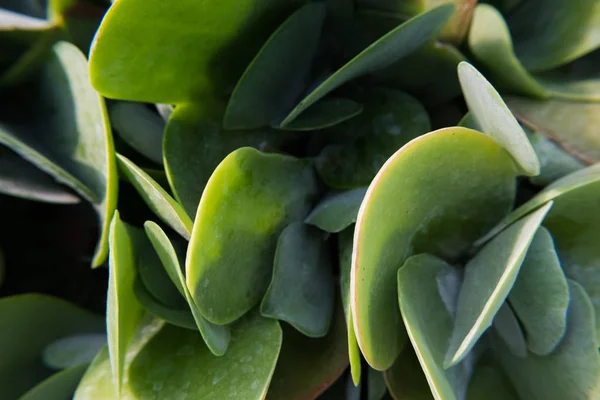 Rounded leafs of a fat plant.
