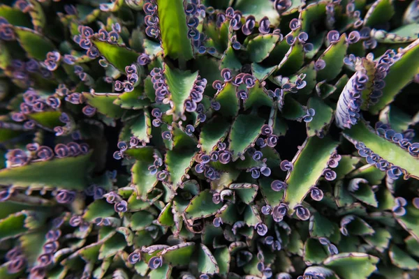 带小花的脂肪植物. — 图库照片