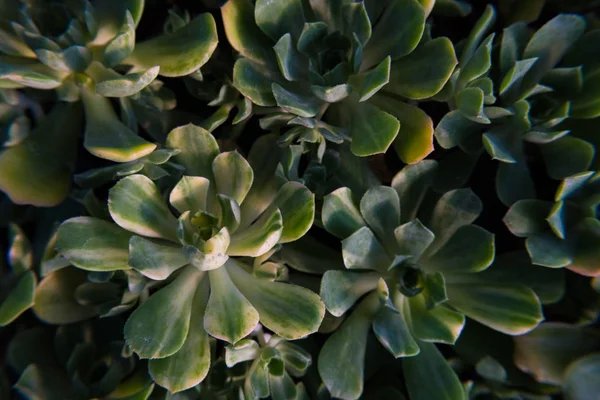 小型绿色脂肪植物. — 图库照片