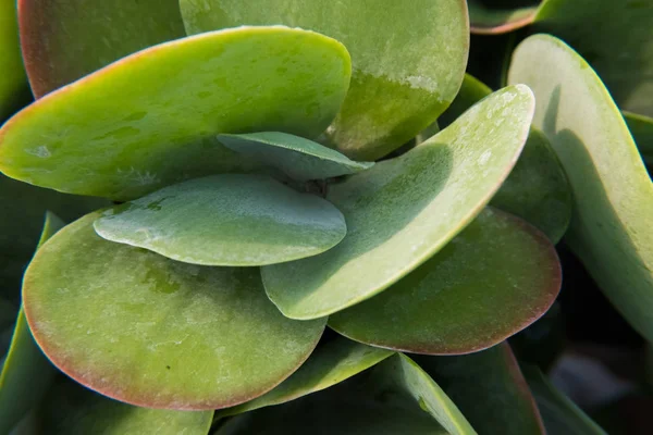 Yuvarlak kırmızı kenarlarını yeşil bir yağ bitki yaprakları.