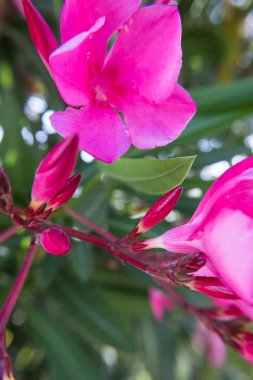 Pembe Nerium Oleander çiçek ve tomurcukları yeşil bir bahçe çiçek açmış. Güzel doğa fotoğraf duvar kağıdı arka plan. Hiçbir insan.