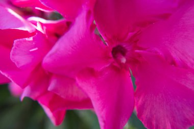 Pembe Nerium Oleander çiçek ve tomurcukları yeşil bir bahçe çiçek açmış. Güzel doğa fotoğraf duvar kağıdı arka plan. Hiçbir insan.