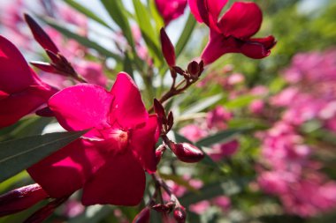 Kırmızı Nerium Oleander çiçek ve tomurcukları yeşil bir bahçe çiçek açmış. Güzel doğa fotoğraf duvar kağıdı arka plan. Hiçbir insan.
