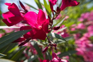 Kırmızı Nerium Oleander çiçek ve tomurcukları yeşil bir bahçe çiçek açmış. Güzel doğa fotoğraf duvar kağıdı arka plan. Hiçbir insan.