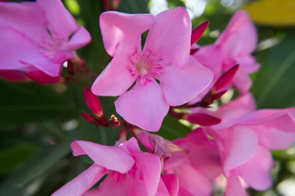 Bloeiende Roze Nerium Oleander Bloem Knoppen Een Groene Tuin Mooie — Stockfoto