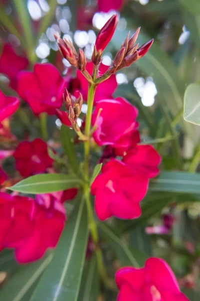 Flor Roja Flor Olivo Nerium Brotes Jardín Verde Hermosa Naturaleza —  Fotos de Stock