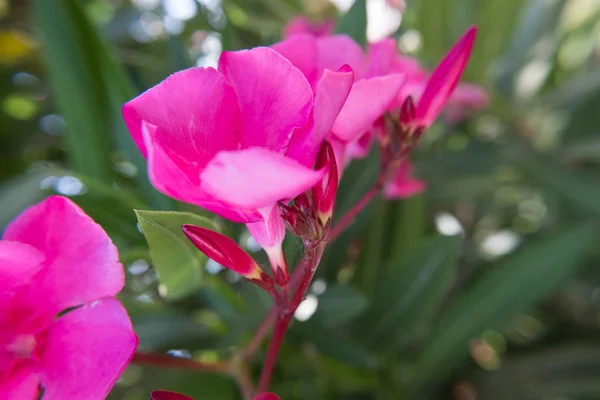 Flor Rosa Nerium Oleander Flor Botões Jardim Verde Bela Natureza — Fotografia de Stock