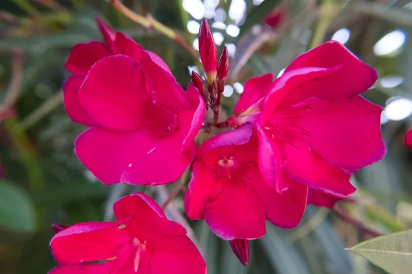 Flor Vermelha Florescente Nerium Oleander Flor Botões Jardim Verde Bela — Fotografia de Stock