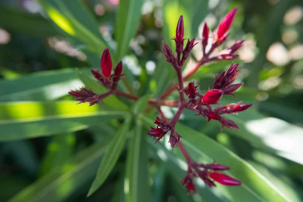 Ανθισμένα Κόκκινο Λουλούδι Nerium Oleander Και Μπουμπούκια Έναν Καταπράσινο Κήπο — Φωτογραφία Αρχείου