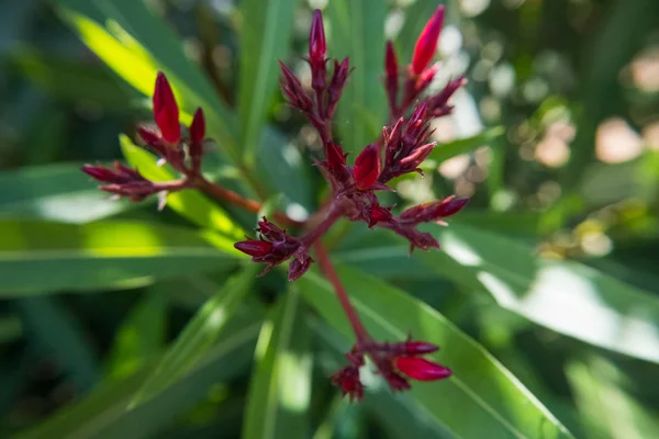 Μπουμπούκια Κόκκινο Nerium Oleander Λουλούδι Ένα Καταπράσινο Κήπο Όμορφη Φύση — Φωτογραφία Αρχείου