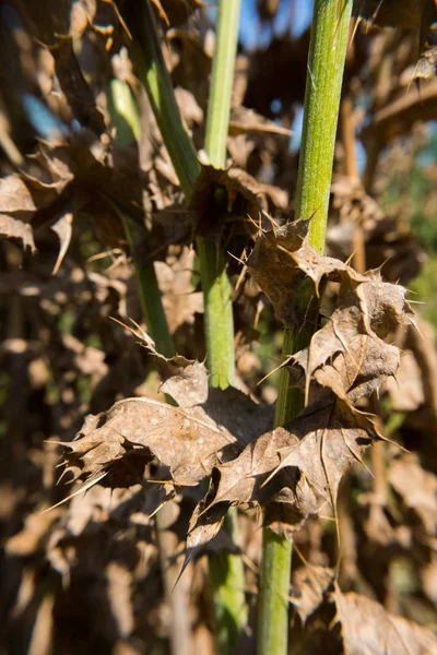 Torra Blad Med Grön Bakgrund Solig Sommardag Inga Människor — Stockfoto