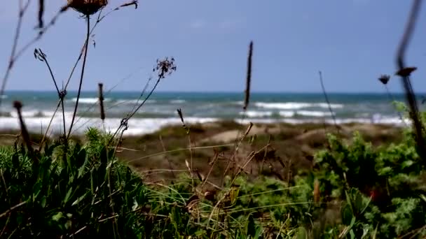 Paysage Mer Les Vagues Dunes Sable Avec Nature Sauvage Fleurs — Video