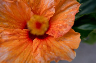 Doğa duvar kağıdı arka plan turuncu Hibiscus çiçek. Hiçbir insan.