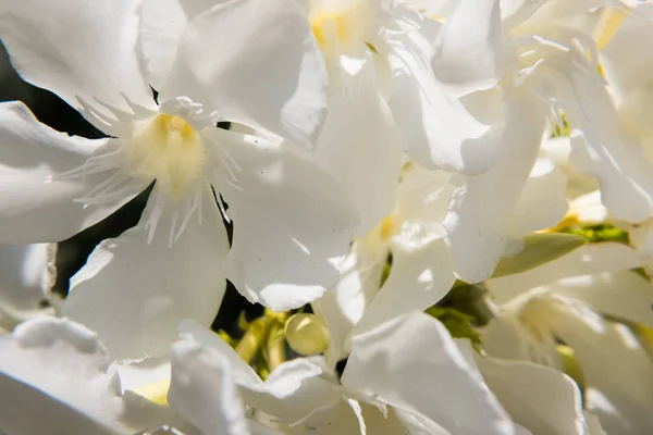 Ανθοφορία Λευκό Λουλούδι Nerium Oleander Και Μπουμπούκια Έναν Καταπράσινο Κήπο — Φωτογραφία Αρχείου