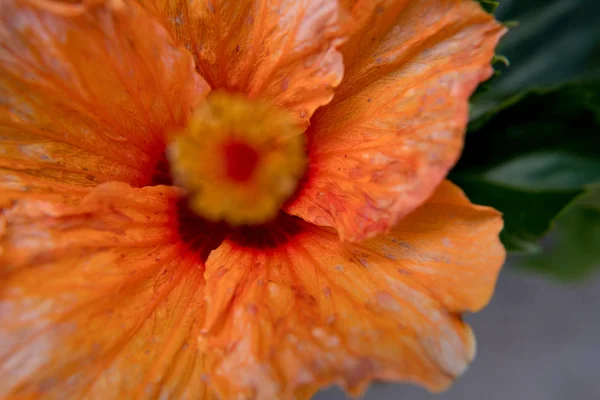 Fondo Pantalla Naturaleza Flor Hibiscus Naranja Hay Gente — Foto de Stock