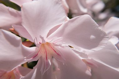 Pembe Nerium Oleander çiçek ve tomurcukları yeşil bir bahçe çiçek açmış. Güzel doğa fotoğraf duvar kağıdı arka plan. Hiçbir insan.
