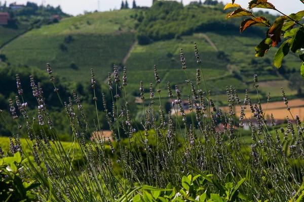 Sfondo Carta Parati Campi Uva Agricoltura Verde Vino Sulle Colline — Foto Stock