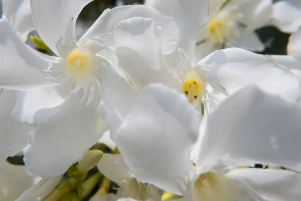 Ανθοφορία Λευκό Λουλούδι Nerium Oleander Και Μπουμπούκια Έναν Καταπράσινο Κήπο — Φωτογραφία Αρχείου