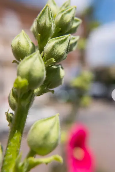 Blommande Knoppar Gul Ibiscus Blomma Gatan Inga Människor — Stockfoto