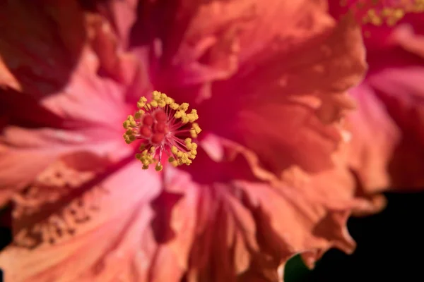 Fond Écran Nature Fleur Ibiscus Gros Plan — Photo