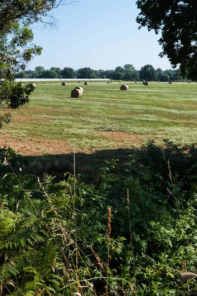 Mavi gökyüzünde parlak bir güneş ve saman ruloları ile yeşil bir arazinin dikey manzarası. Güzel duvar kağıdı.
