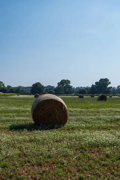 Vertical landscape of a green field with hay rolls with a bright sun in blue sky. Beautiful wallpaper.