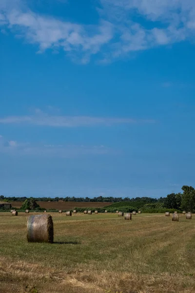 Vertical Landscape Green Field Hay Rolls Bright Sun Blue Sky — Stock Photo, Image