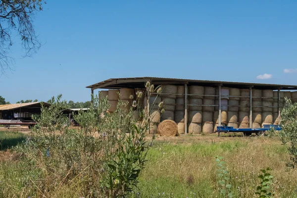 Saman balya. Gökyüzü ile tarım alanı. Kırsal doğa arazi. Saman çayır üzerinde. Yaz aylarında buğday sarı altın hasat. Kırsal doğal peyzaj.