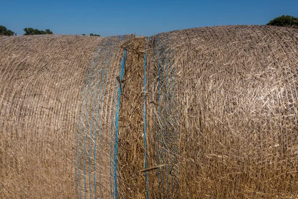 Rural Nature Agriculture Wallpaper Background Hay Rolls Drying Sun Summer — Stock Photo, Image