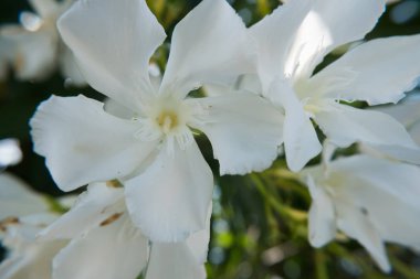 Beyaz Nerium Oleander çiçek ve tomurcukları yeşil bir bahçe çiçek açmış. Güzel doğa fotoğraf duvar kağıdı arka plan. Hiçbir insan.