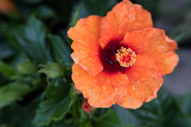 Doğa duvar kağıdı arka plan turuncu Hibiscus çiçek. Hiçbir insan.