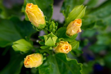 Doğa duvar kağıdı arka plan sarı Hibiscus çiçek çiçek tomurcukları. Hiçbir insan.