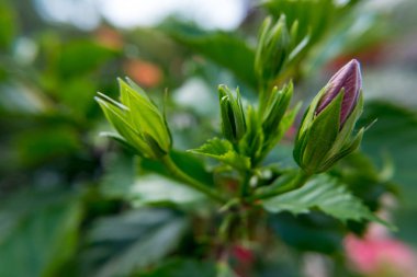 Doğa duvar kağıdı arka plan kırmızı Hibiscus çiçek çiçek tomurcukları. Hiçbir insan.