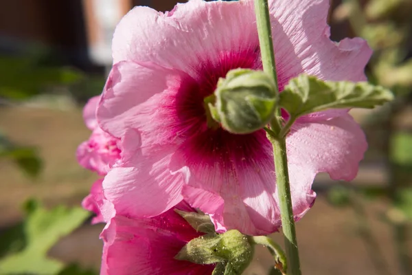 Natureza Papel Parede Fundo Brotos Brotos Rosa Hibisco Flor Não — Fotografia de Stock