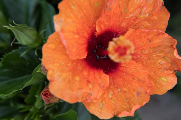 Doğa duvar kağıdı arka plan turuncu Hibiscus çiçek. Hiçbir insan.