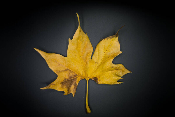 Beautiful autumn wallpaper background texture of dry leaf isolated on black. 