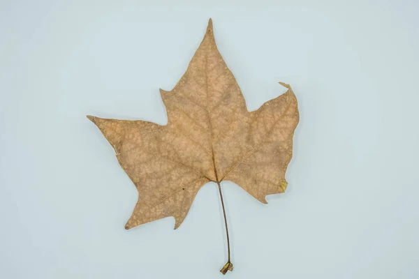 Krásná Podzimní Tapety Pozadí Textury Suchých Listů Izolované Bílém — Stock fotografie