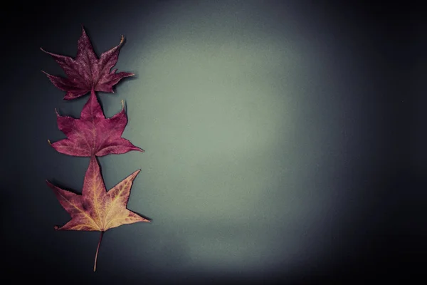 Beau Fond Écran Automne Feuilles Sèches Isolées Sur Noir — Photo