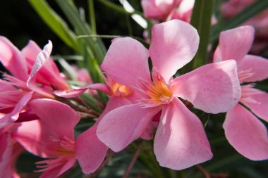 Pembe Nerium Oleander çiçek ve tomurcukları yeşil bir bahçe çiçek açmış. Güzel doğa fotoğraf duvar kağıdı arka plan. Hiçbir insan.