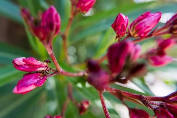 Red Nerium Oleander Brotos Jardim Verde Bela Natureza Foto Papel — Fotografia de Stock