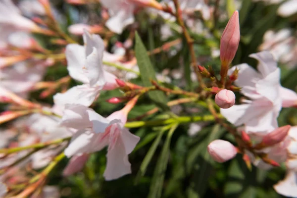 Flor Rosa Nerium Oleander Flor Botões Jardim Verde Bela Natureza — Fotografia de Stock