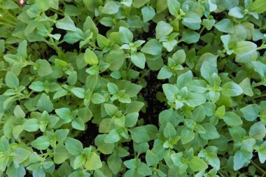 Sağlıklı duvar kağıdı arka planı. Marketteki sağlıklı taze organik yiyecekler. Kimse yok..